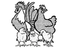 gallo, gallina e pulcini