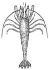 gamberone