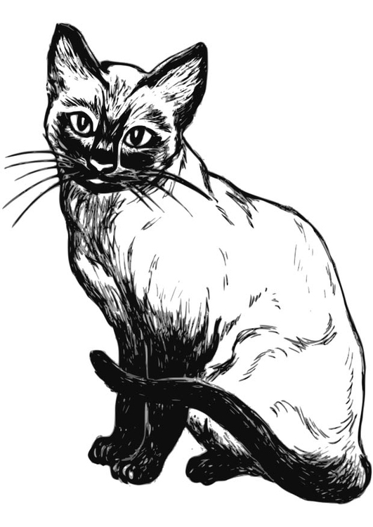 Disegno da colorare gatto