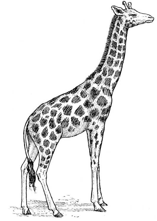 Disegno da colorare giraffa