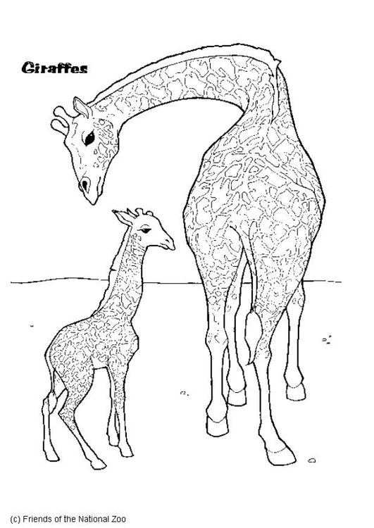 Disegno da colorare giraffa