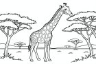 Disegno da colorare giraffa nella savana