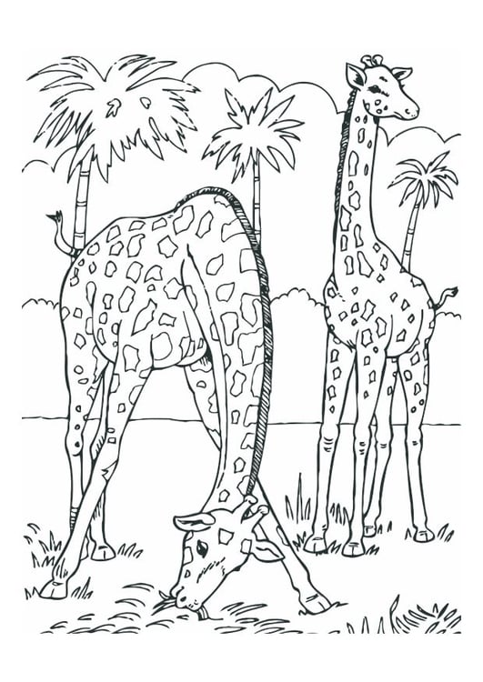 Disegno da colorare giraffe