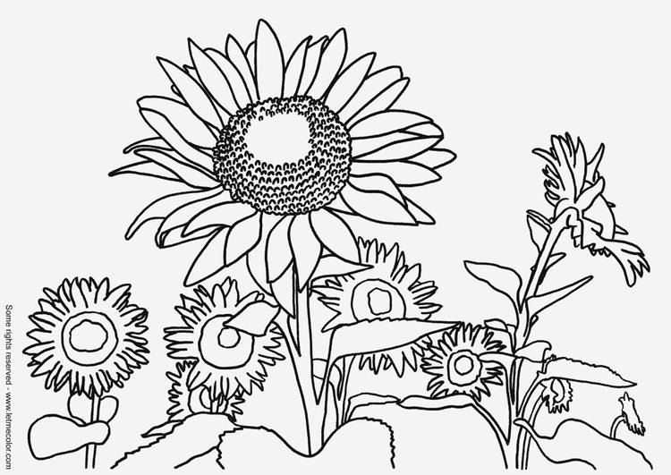 Disegno da colorare girasole