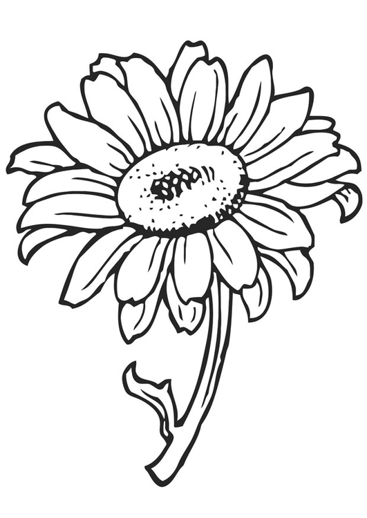 Disegno da colorare girasole