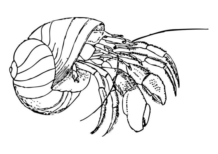 Disegno da colorare granchio eremita