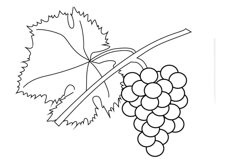 Disegno da colorare grappolo d'uva