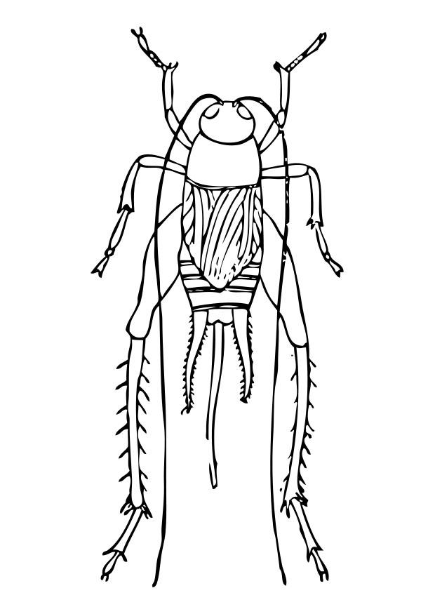 Disegno da colorare grillo Disegni Da Colorare E