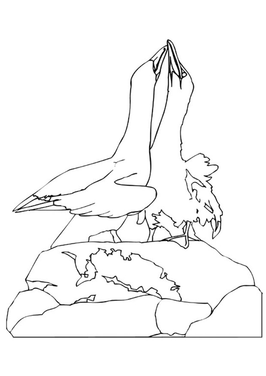 Disegno da colorare il ballo degli albatros