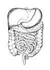 Disegno da colorare intestino