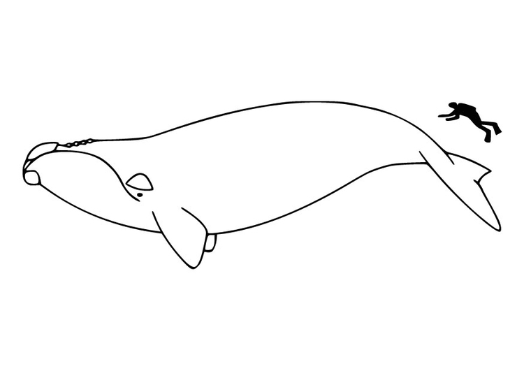 Disegno da colorare l'uomo e la balena