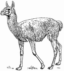 Disegni da colorare lama - Guanaco