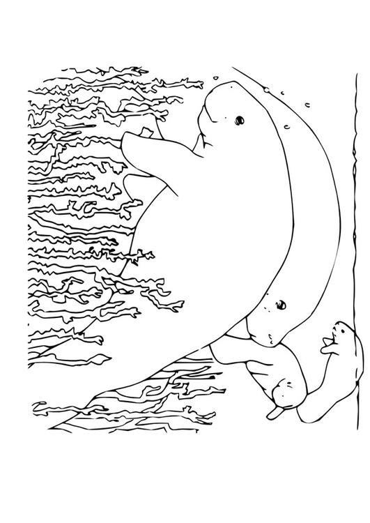 lamantino