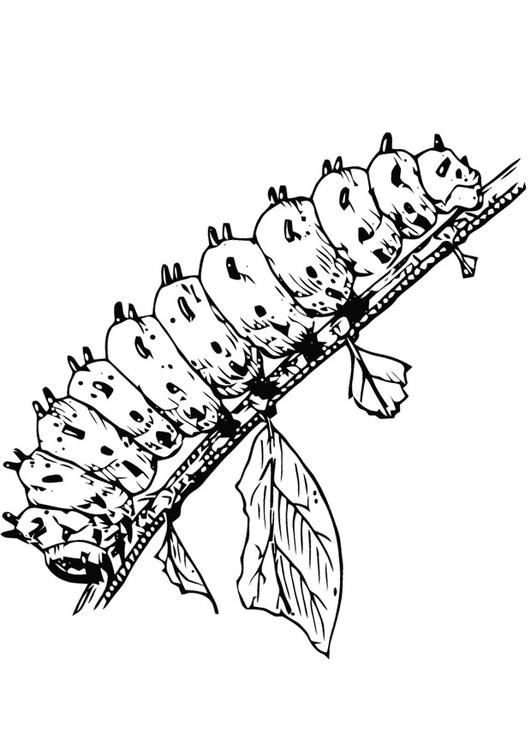 larva