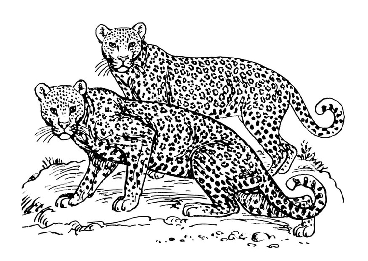 Disegno da colorare leopardo