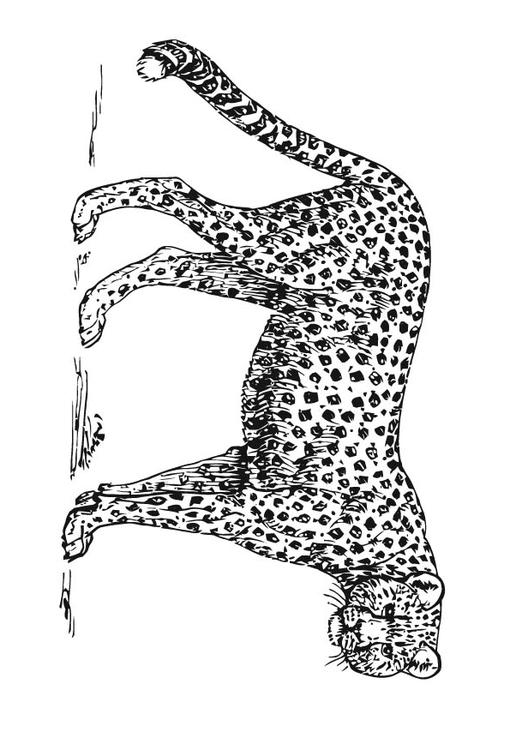 leopardo