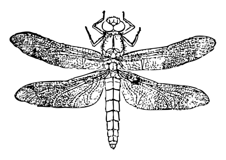 Disegno da colorare libellula