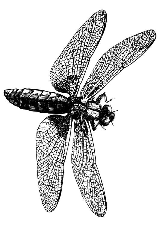 libellula