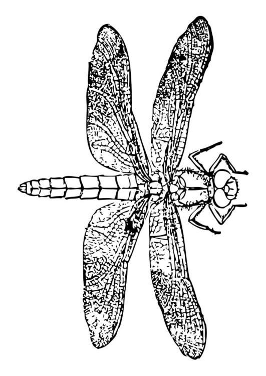 libellula