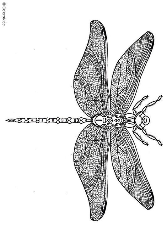 libellula