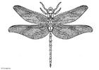 disegno-da-colorare libellula