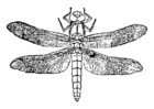 libellula