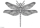 libellula