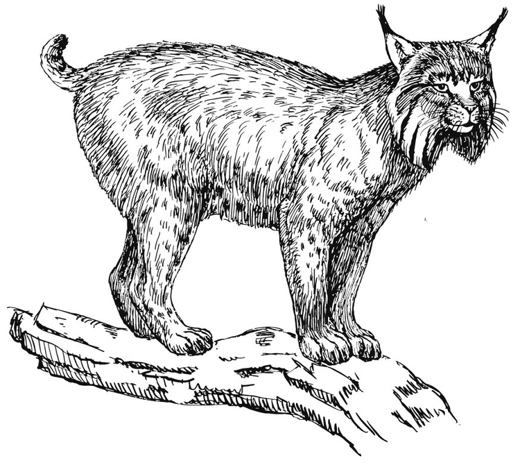 Disegno da colorare lince