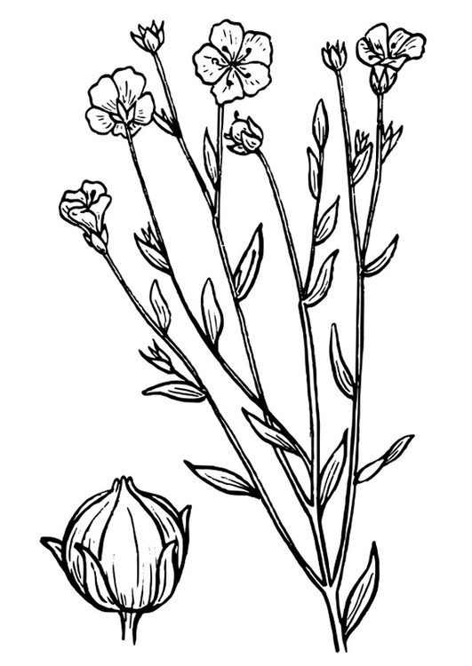 Disegno da colorare lino