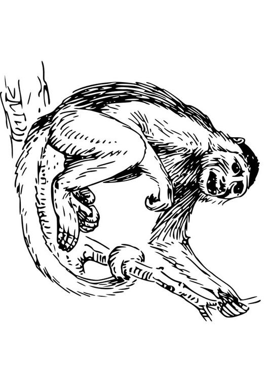 macaco cappuccino
