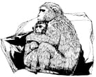 macaco
