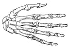 Disegno da colorare mano - scheletro