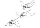 manta in mare