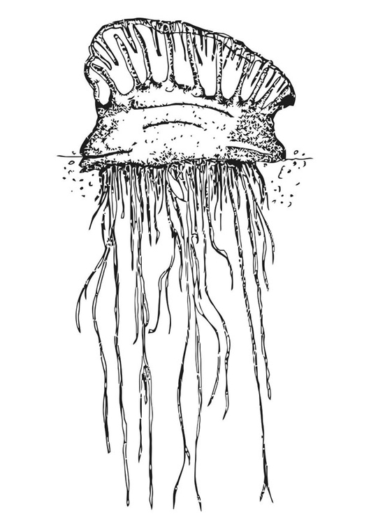 Disegno da colorare medusa