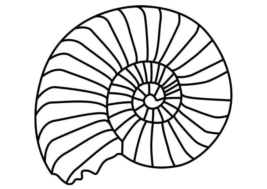 Disegno da colorare mollusco ammonite