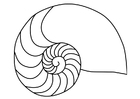 Disegni da colorare mollusco nautilus