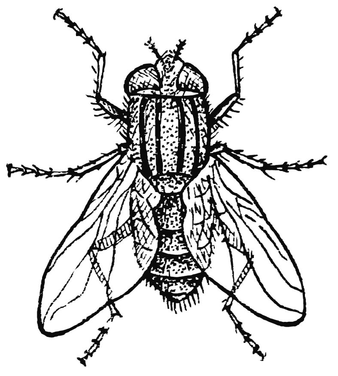 Disegno da colorare mosca domestica