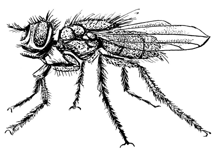 Disegno da colorare mosca domestica