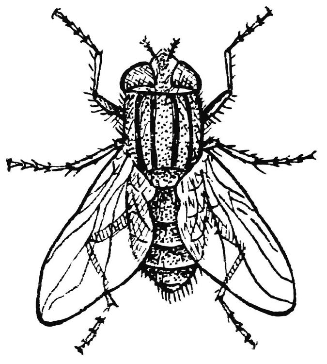 mosca domestica