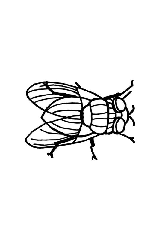 mosca