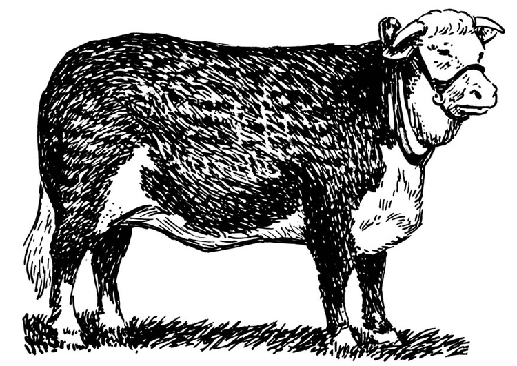 Disegno da colorare mucca - hereford