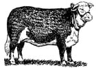 Disegni da colorare mucca - hereford