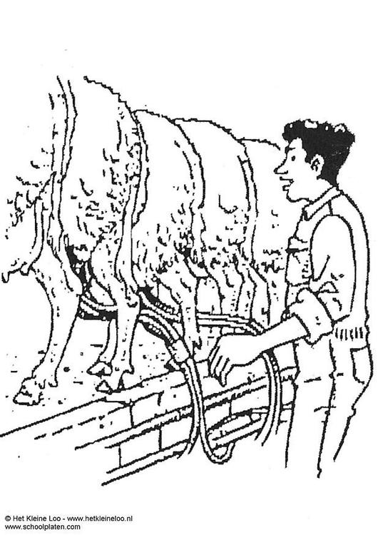 mungere la pecora