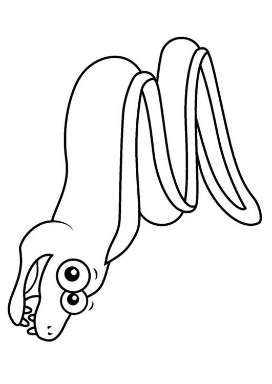 murena