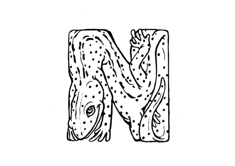 Disegno da colorare n-newt