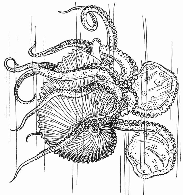 Nautilus - calamaro