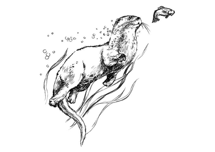 Disegno da colorare nutria