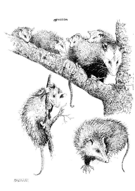 Disegno da colorare opossum