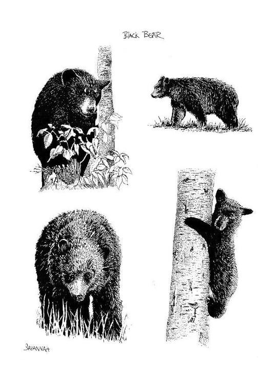Disegno da colorare orsi