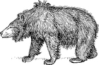 orso labiato